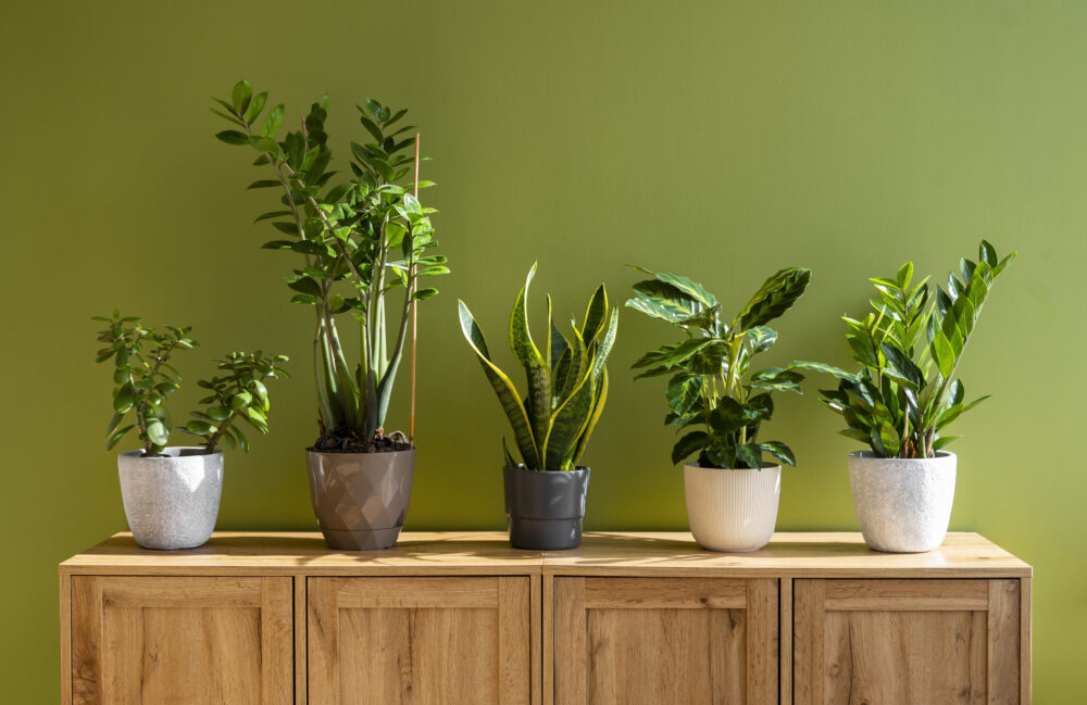 Indoor plant studio